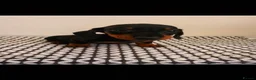 Miniature Dachshund dogs for sale: Miniature Dachshunds - Advert 5