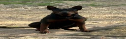 Chinese Red Dog dogs for sale: Stunning (Laizhou hong) Chinese red dog puppies  - Advert 13