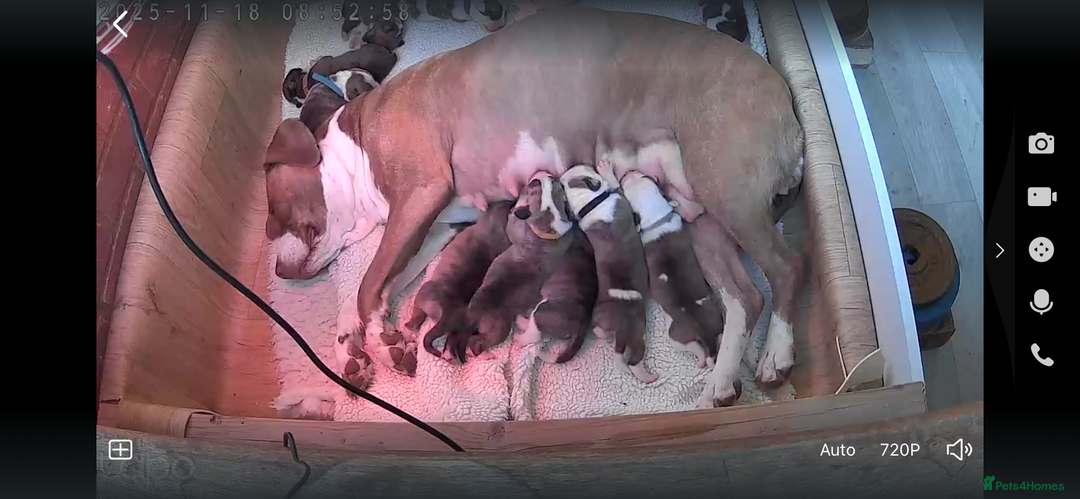 Mixed Breed dogs for sale: American Bulldog Puppies – Child & Cat Friendly - Advert 1