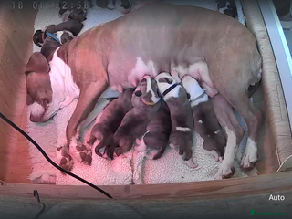 Mixed Breed dogs American Bulldog Puppies – Child & Cat Friendly - Advert 2