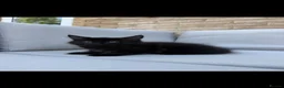 Maine Coon cats for sale: Maine coon kittens  - Advert 3