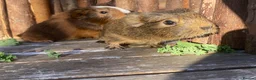Guinea Pig rodents for sale: Abyssinian/ long-haired babies - Advert 18