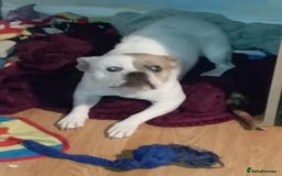 Mixed Breed dogs for sale: Staff cross Frenchie  - Image 1
