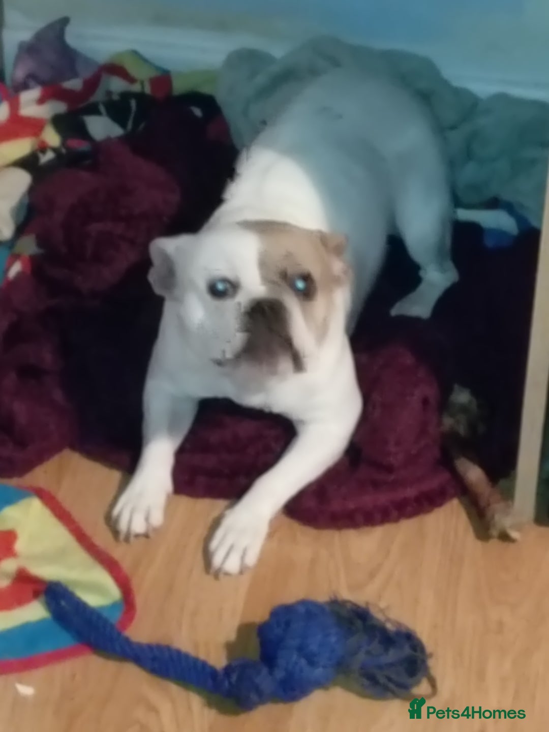 Mixed Breed dogs for sale: Staff cross Frenchie  - Image 1