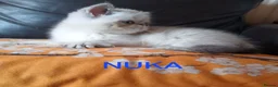 Exotic cats for sale: EXQUISITE GCCF PERSIAN EXOTIC BABIES - Advert 20