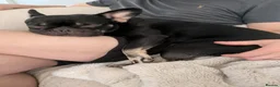 French Bulldog dogs for sale: Pedigree Black & Tan French Bulldog – 4 Years Old in Leek - Advert 11