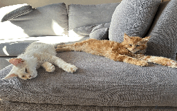 Maine Coon cats for sale: TICA registered Maine Coon kittens  - Image 15