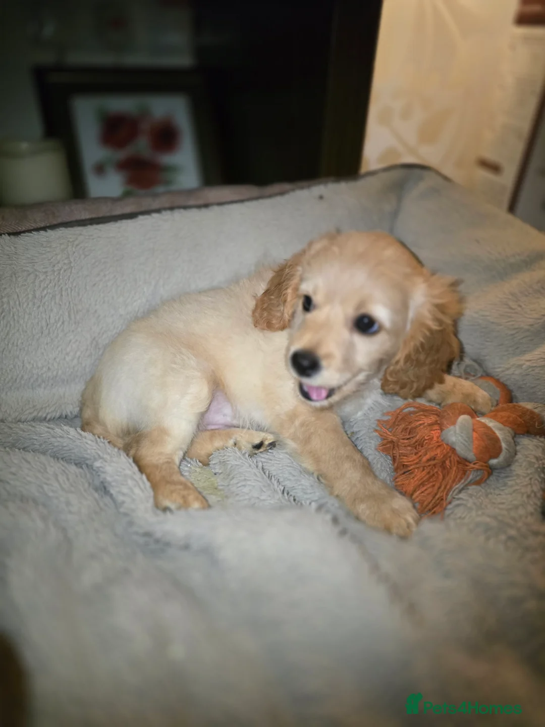Cavapoo dogs for sale: 🐾Cavapoo: Litter Embark DNA Tested, Sire KC Reg🐾 - Advert 14