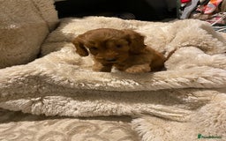 Cockapoo dogs for sale: F1 Cockapoo red puppies - Image 13