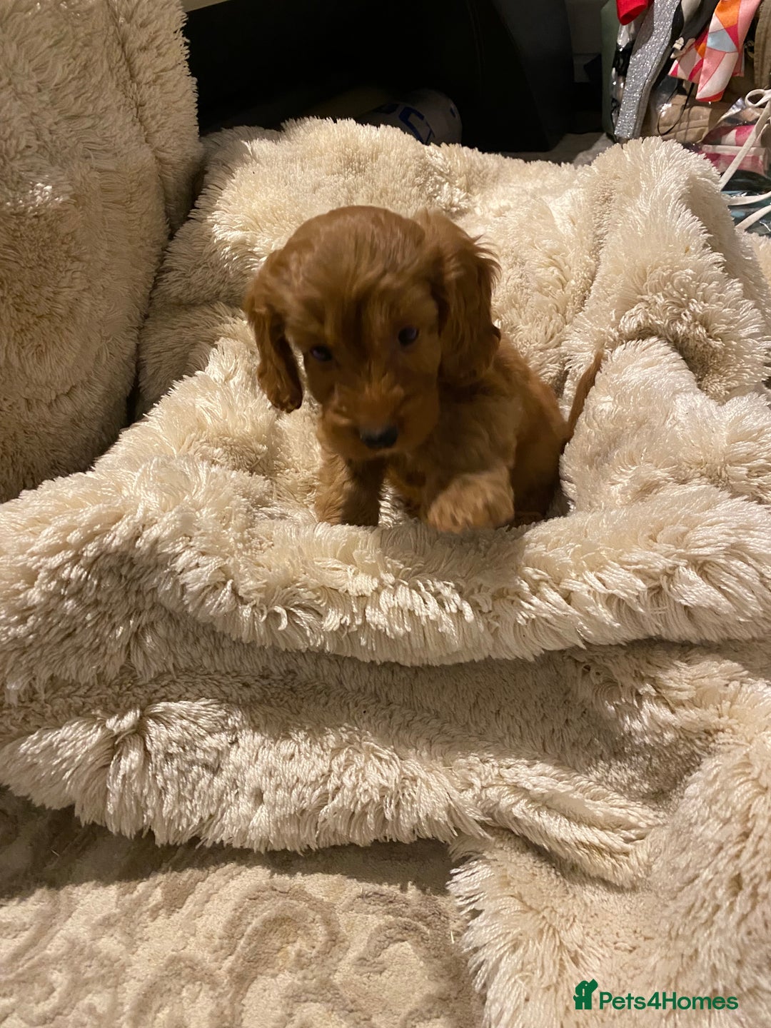 Cockapoo dogs for sale: F1 Cockapoo red puppies - Image 13