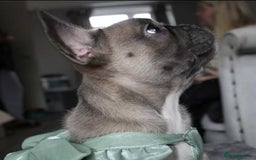 French Bulldog dogs for sale: French bulldog  puppies - Image 4