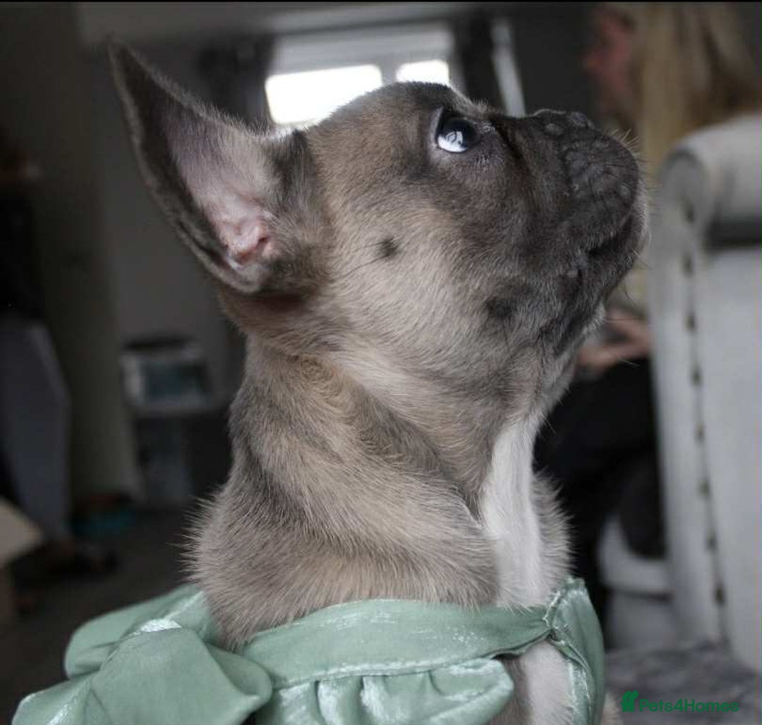 French Bulldog dogs for sale: French bulldog  puppies - Image 4