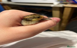 Quail poultry for sale: Chinese painted quails - Image 5