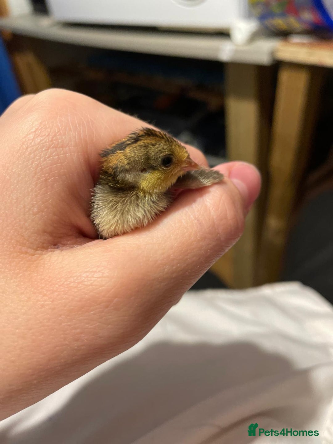 Quail poultry for sale: Chinese painted quails - Image 5