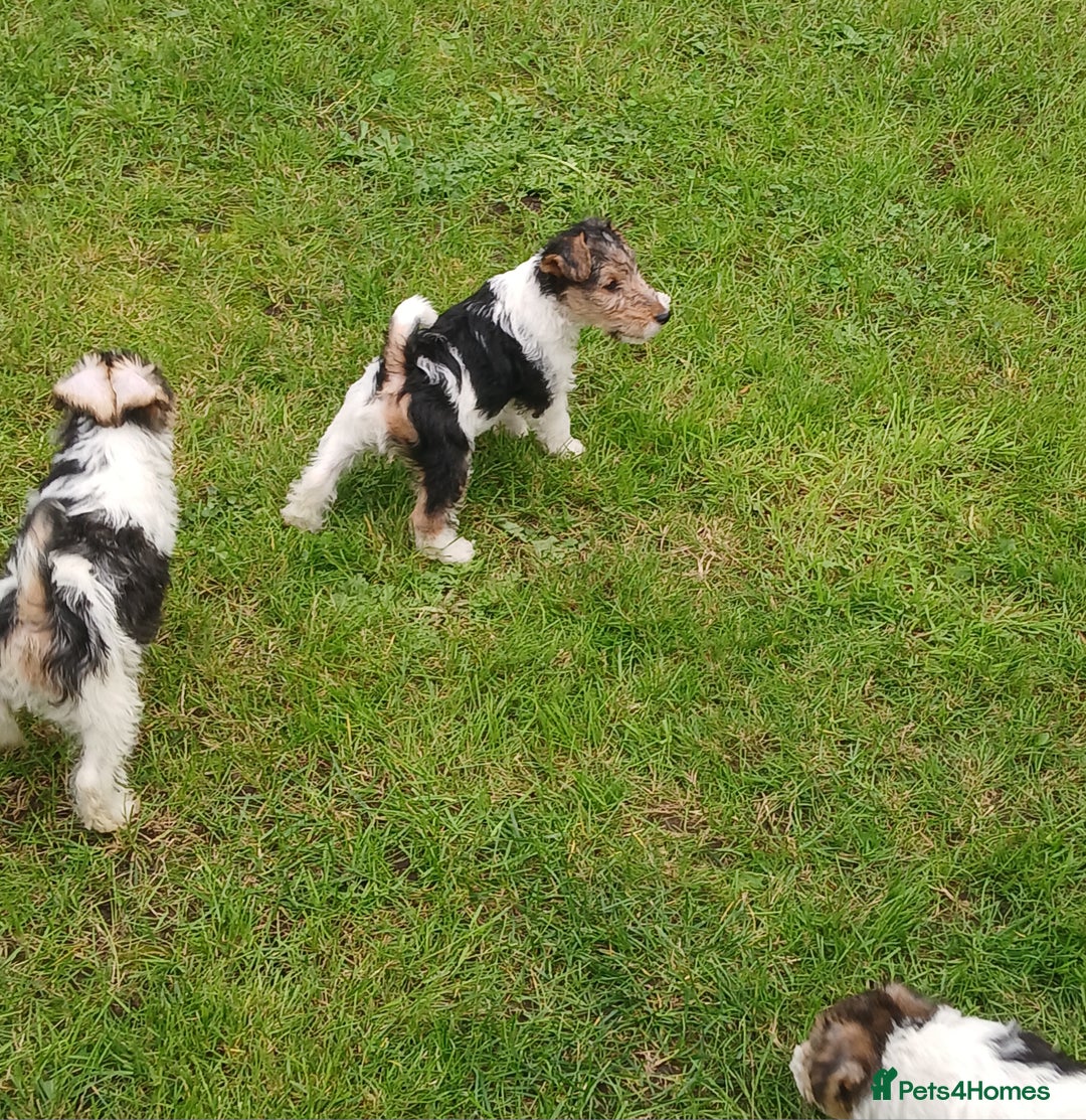 Fox Terrier dogs for sale: KC Reg Wire Fox Terrier Puppies READY NOW - Image 4