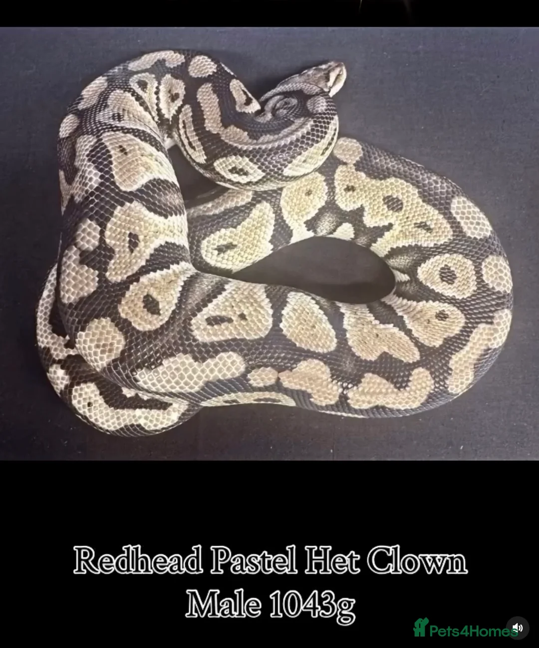 Python Snake reptiles for sale: Various ball python / royal python b29 - Advert 5