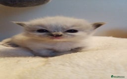 Ragdoll cats for sale: Beautiful Ragdoll kittens - Image 3