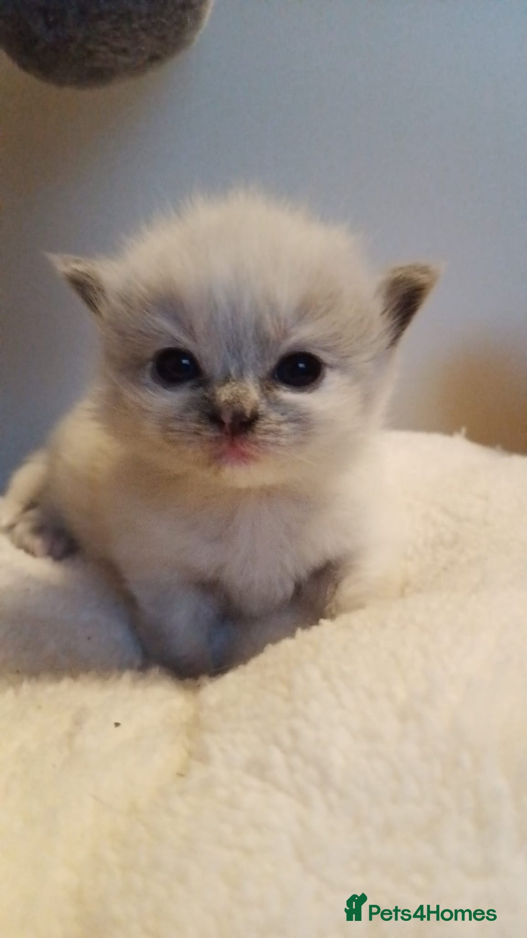 Ragdoll cats for sale: Beautiful Ragdoll kittens - Image 3