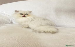 Persian cats for sale: Female persian chinchilla ready! - Image 2