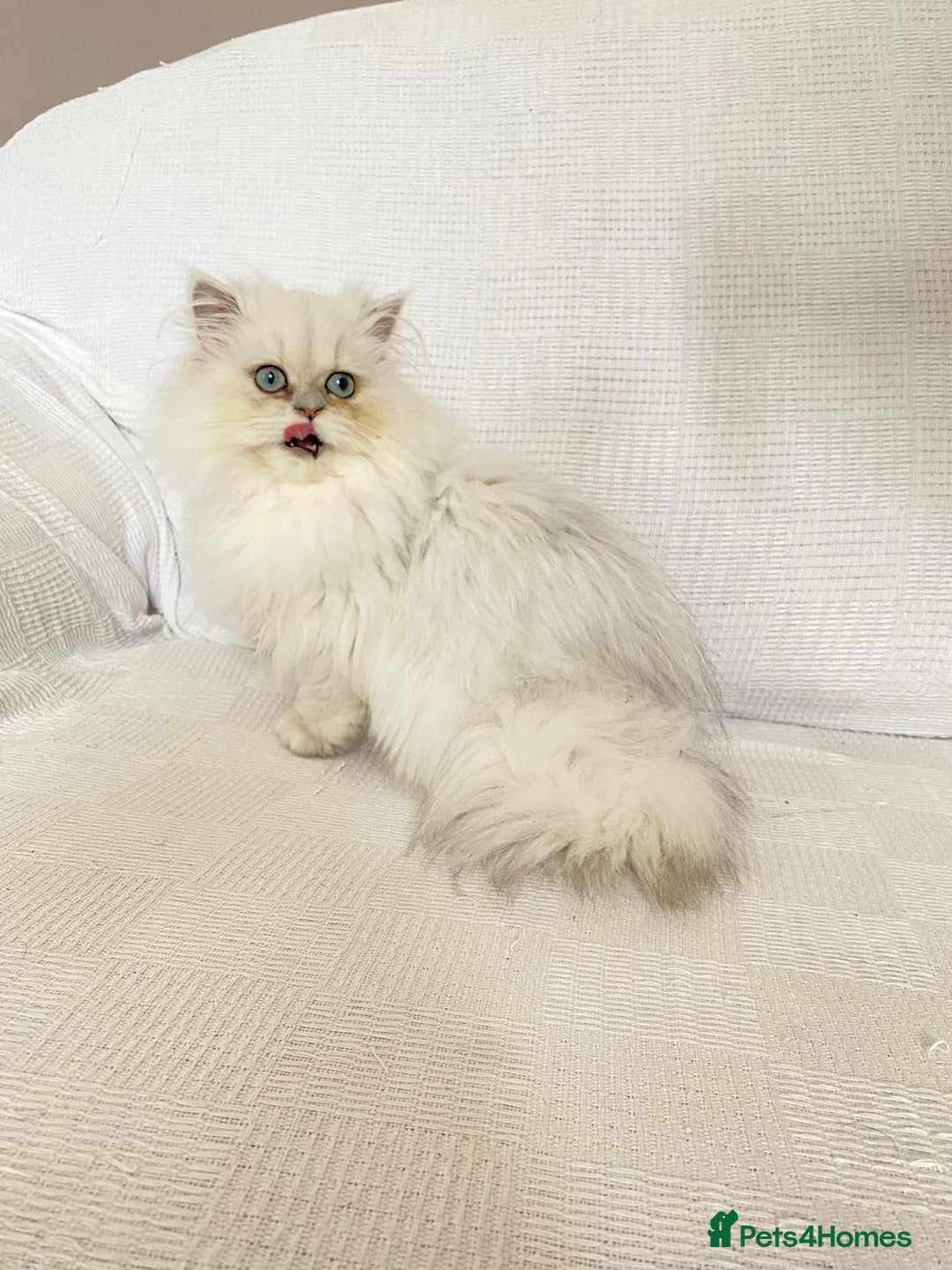 Persian cats for sale: Female persian chinchilla ready! - Image 2