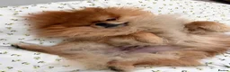 Pomeranian dogs for stud: Exclusive Pomeranian Stud  in Basildon - Advert 6