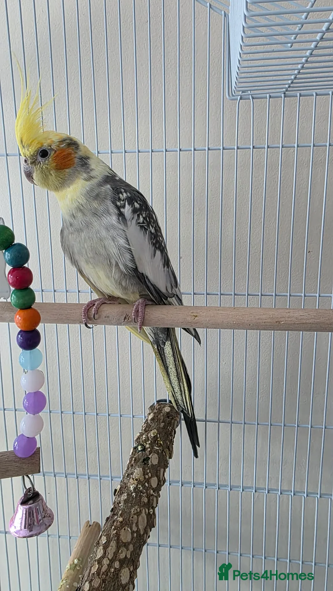 Cockatiels birds for sale: Cockatiel pied female 12 weeks old in Birmingham - Advert 5