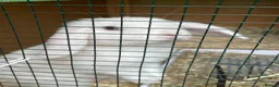Mini Lop rabbits for sale: CUTE white rabbit - Advert 7