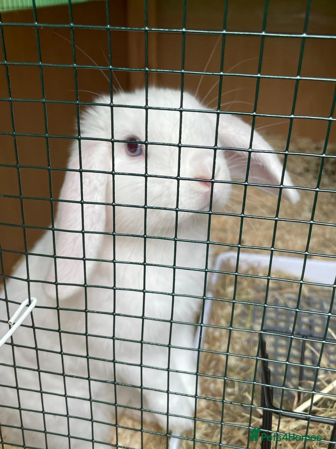 Mini Lop rabbits for sale: CUTE white rabbit - Advert 7