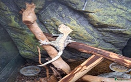 Gecko reptiles for sale: Male crested Geckos  - Image 2