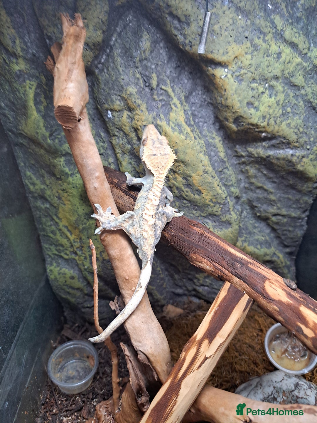 Gecko reptiles for sale: Male crested Geckos  - Image 2
