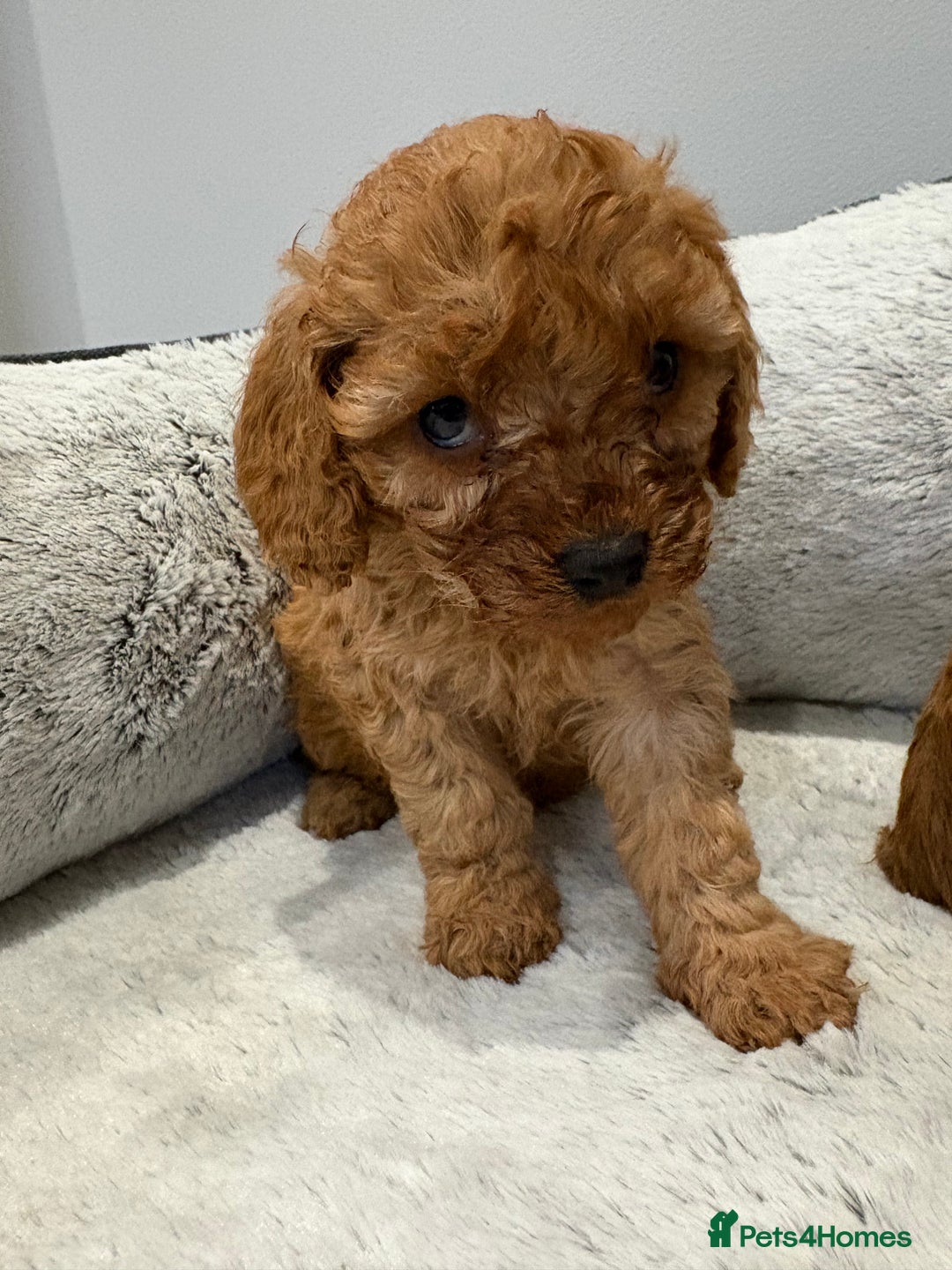 Cavapoo dogs for sale: 🐾STUNNING CAVAPOOS F1 🐾 - Advert 7