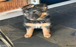 German Shepherd dogs for sale: Pure breed German Shepherd puppies  - Image 6