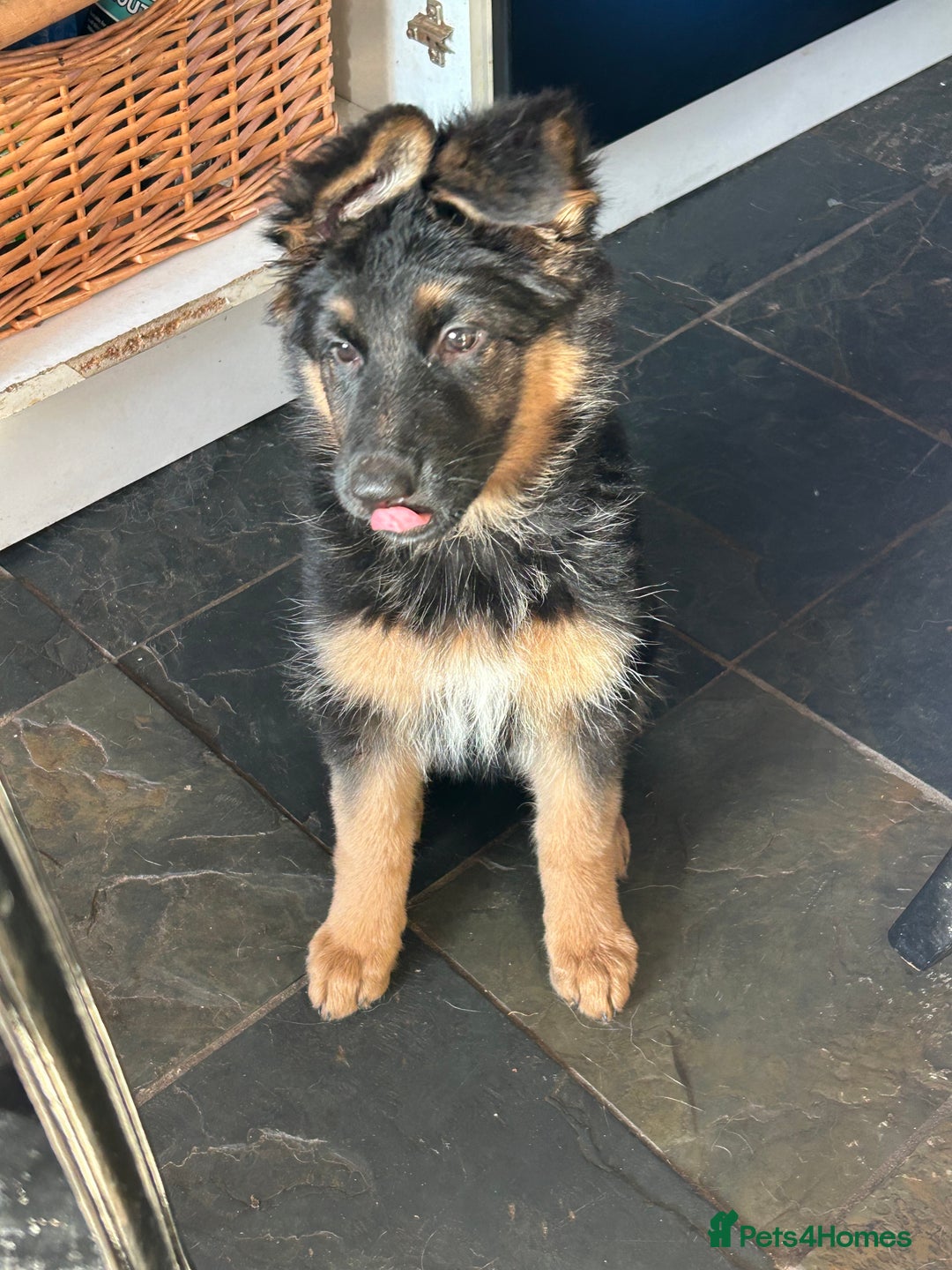 German Shepherd dogs for sale: Pure breed German Shepherd puppies  - Image 6