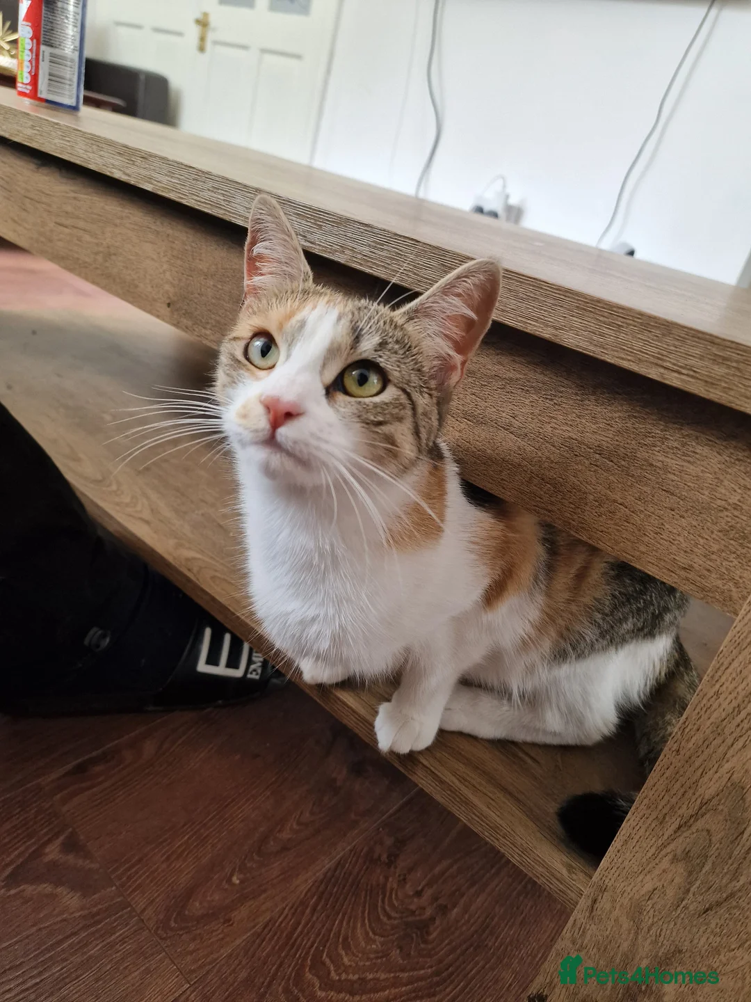 Mixed Breed cats for sale: Female cats from same litter. - Advert 7