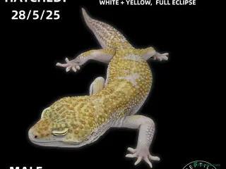 Leopard Gecko reptiles LEOPARD GECKOS (Hatchlings,Juvenile,Adult ) - Advert 1