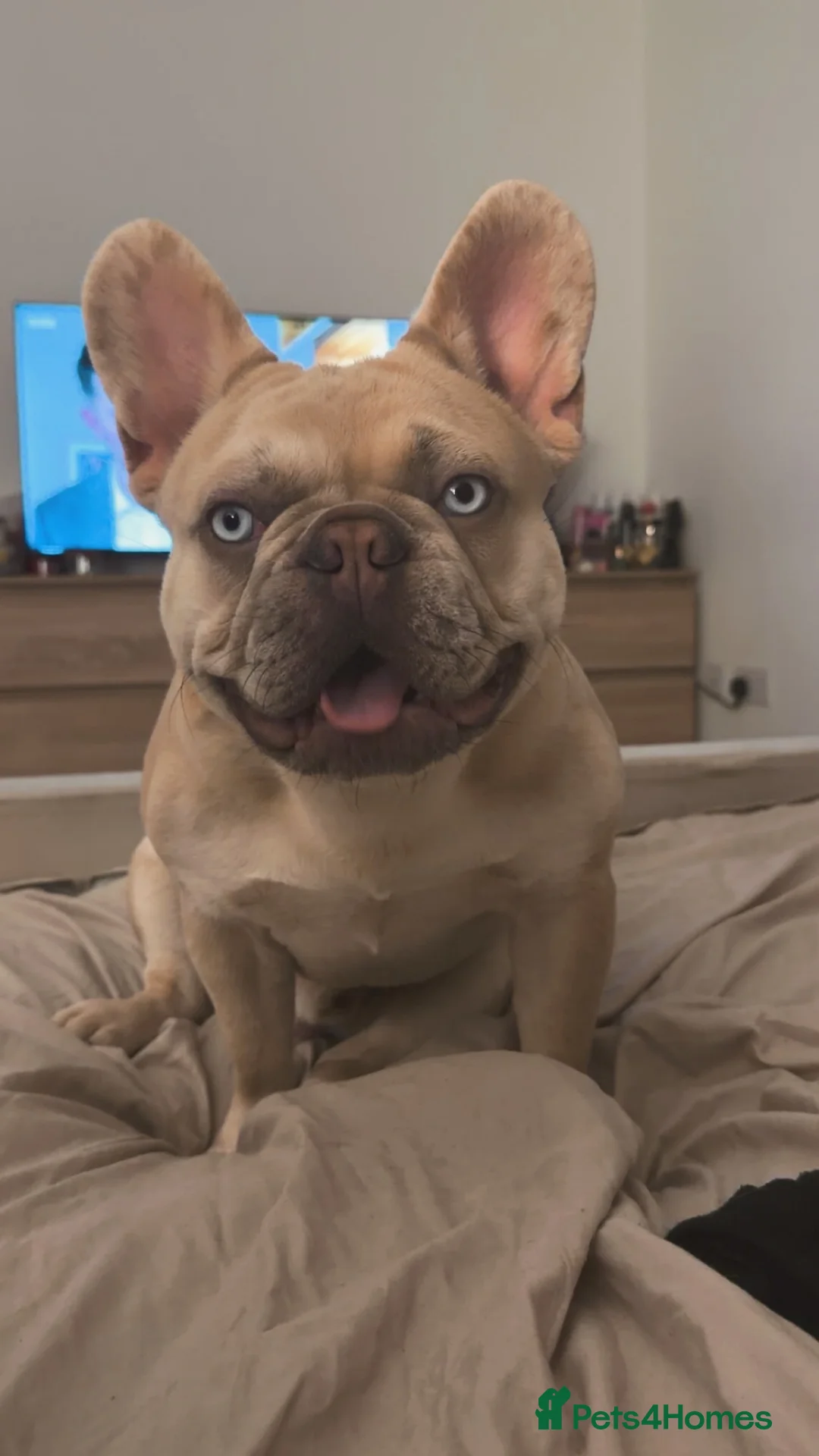 French Bulldog dogs for stud: New Isabella lilac merle for stud  in Telford - Advert 1