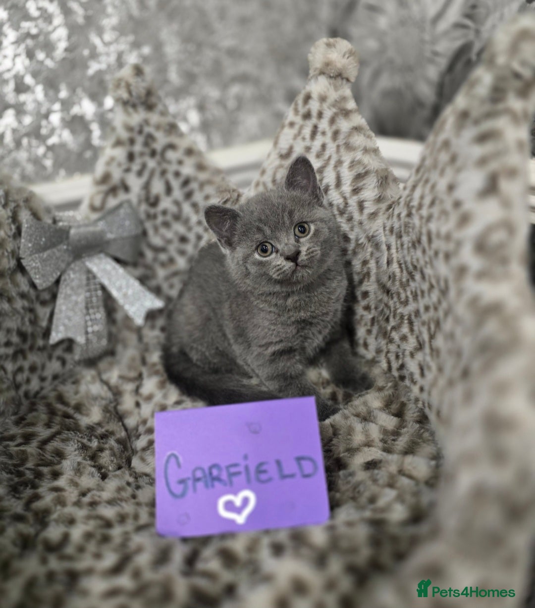 British Shorthair cats for sale: 🩷💜Beautiful British shorthair kittens 💜🩷 - Advert 19