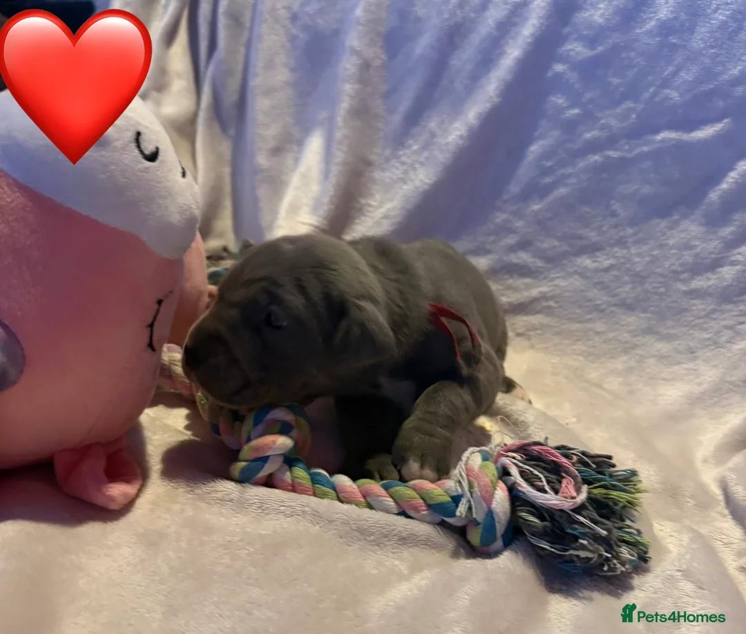 Cane Corso dogs for sale: Cane corso puppies ICCF registered  - Advert 36