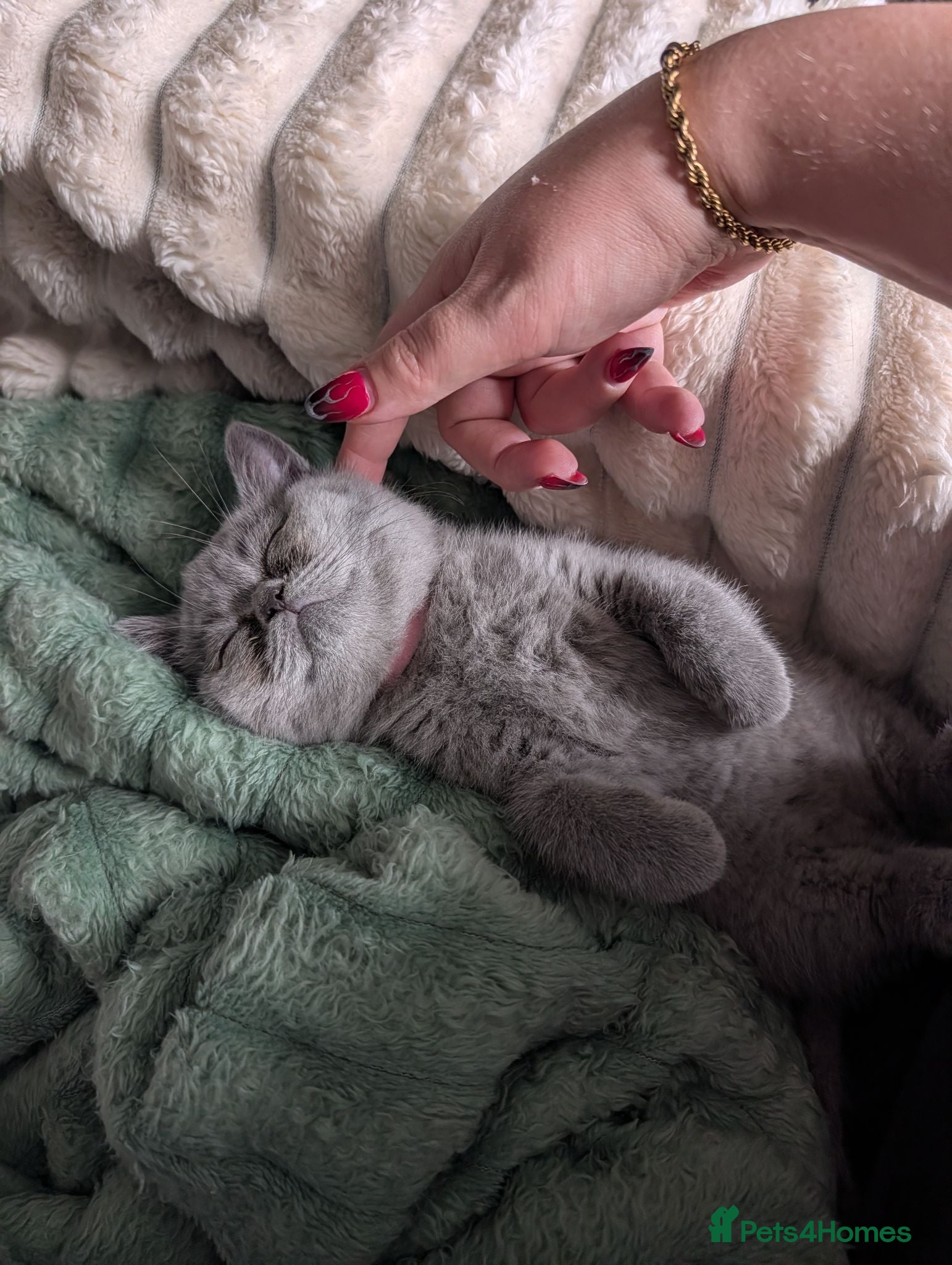 British Shorthair cats READY TO LEAVE!😺 British Shorthaired Kittens🐾 - Advert 18
