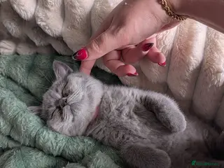 British Shorthair cats READY TO LEAVE!😺 British Shorthaired Kittens🐾 - Advert 18