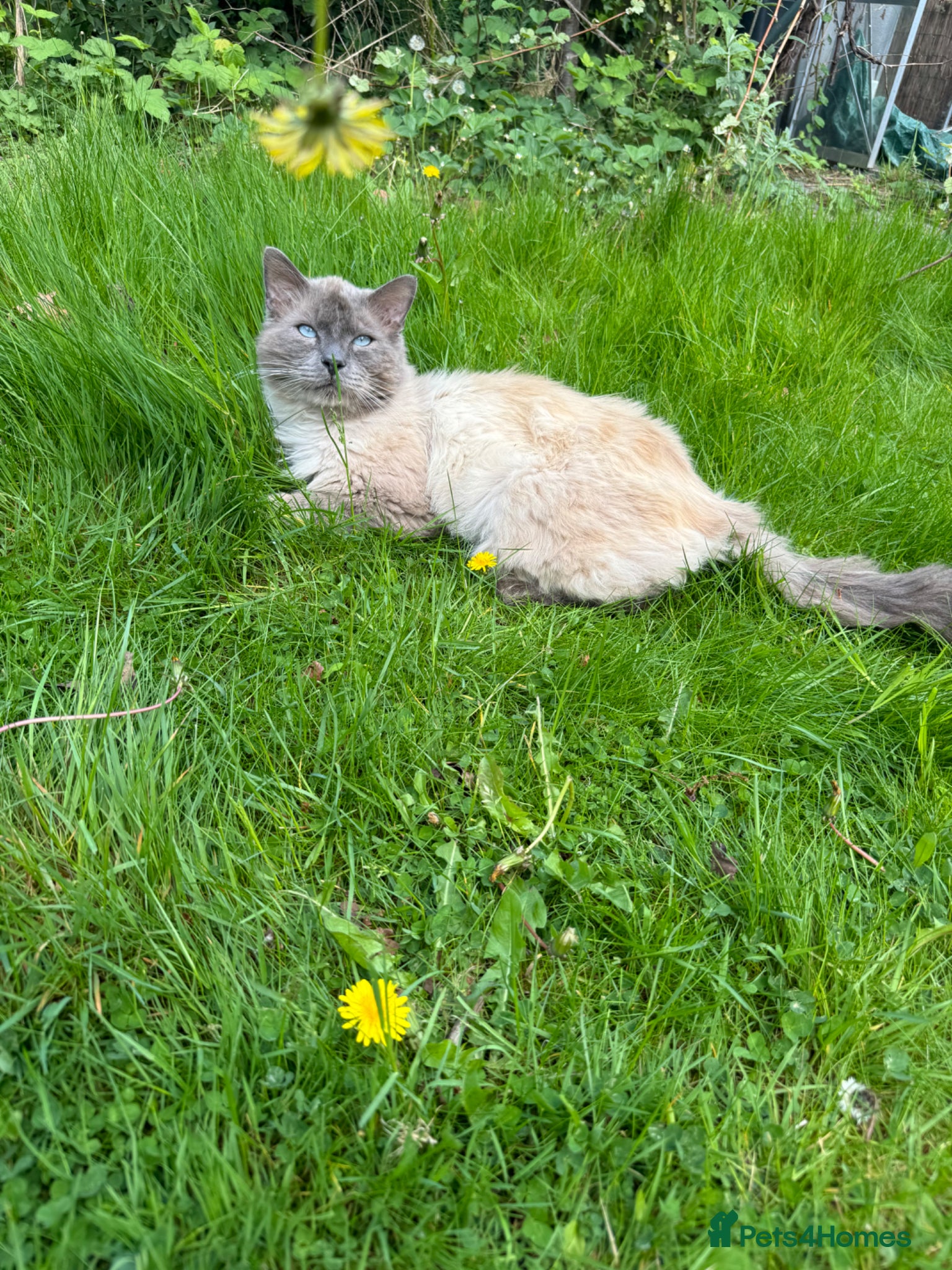 Ragdoll cats Radgoll  - Advert 1