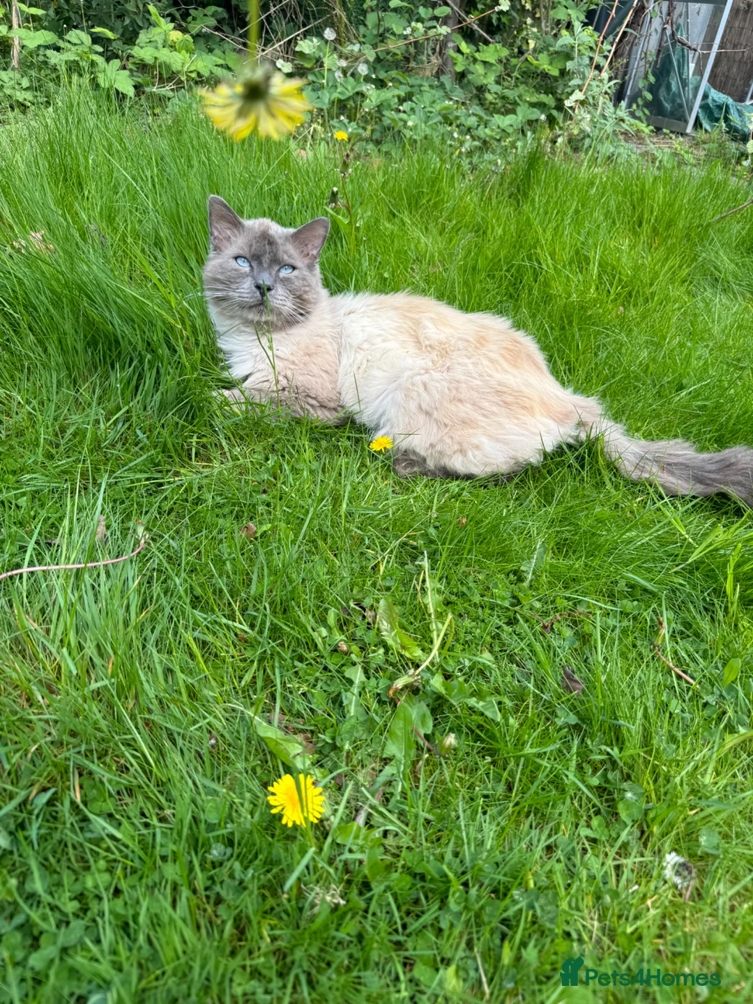 Ragdoll cats for sale: Radgoll  - Advert 1