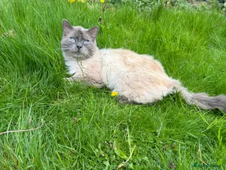 Ragdoll cats Radgoll - Advert 6