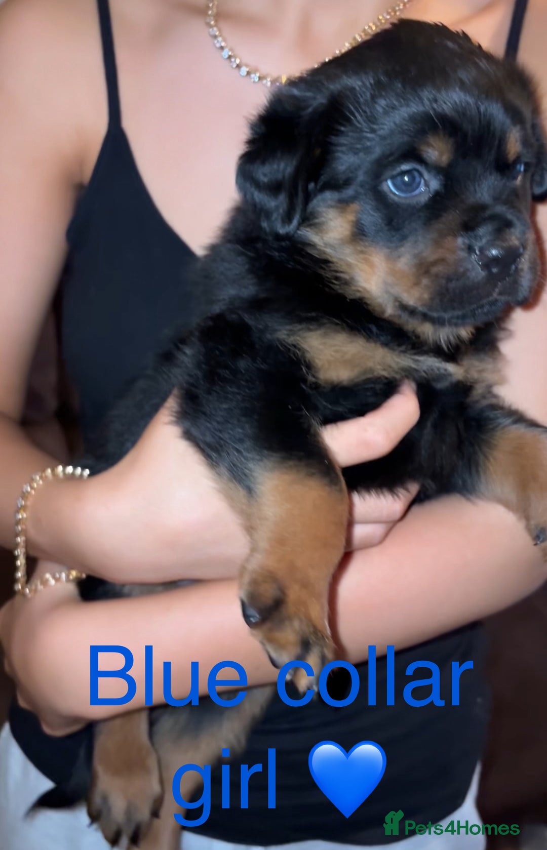 Rottweiler dogs for sale: 🔥2 chunky KC REGISTERED Rottwieler puppies 🔥 - Image 2