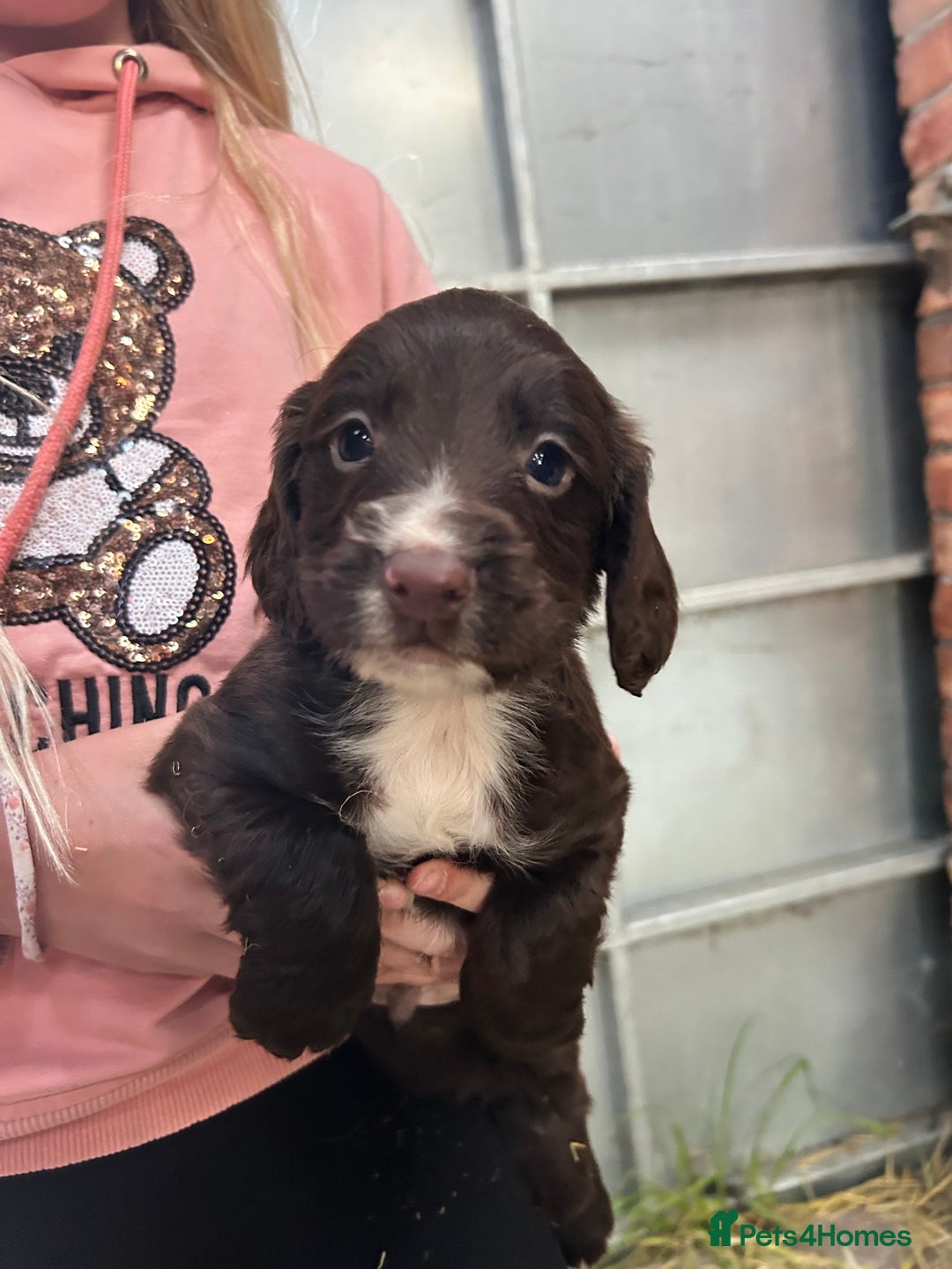 Sprocker dogs for sale: Beautiful F1 Sprockers - Image 2