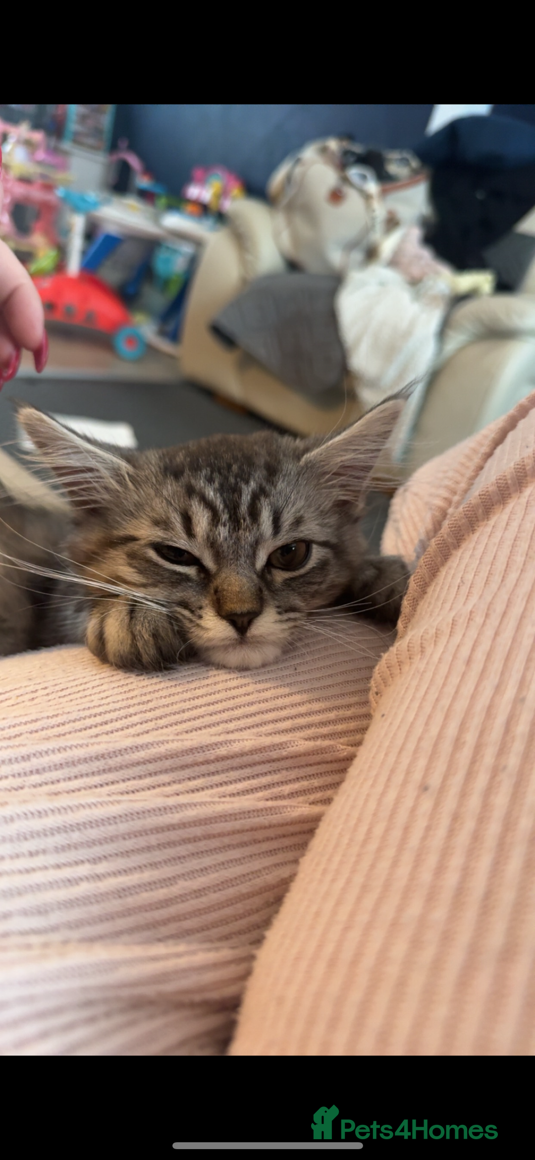 Maine Coon cats for sale: Stunning Grey & Silver Maine Coon Male - Image 5