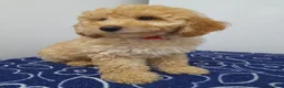 Miniature Poodle dogs for sale: Beautiful miniature poodle puppies ready now - Advert 22