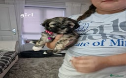 Malshi dogs for sale: Beautiful malshi puppies  - Image 25