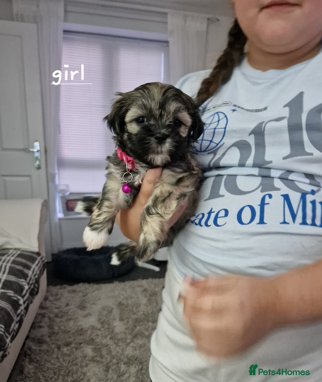 Malshi dogs for sale: Beautiful malshi puppies  - Image 25