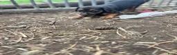 Mixed Breed dogs for sale: Doberman x lurcher puppies - Advert 5